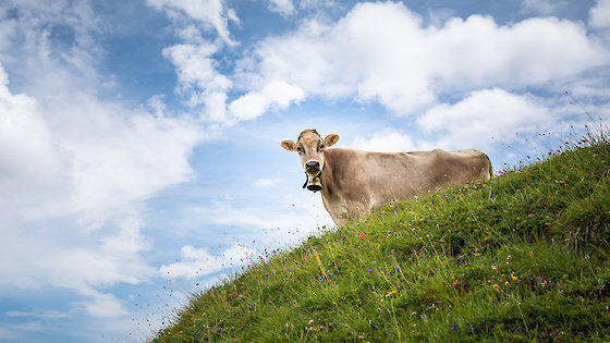 Kuh auf einer Almwiese vor wolkigem Himmel, l i g h t p o e t/Shutterstock.com